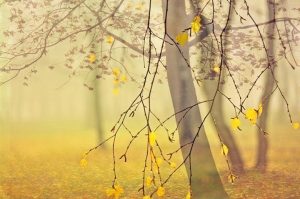 άγγιγμα ψυχής