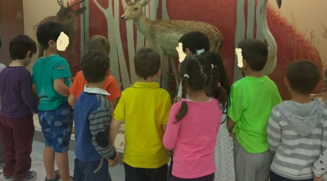 Τα προνηπιακά τμήματα των 11 Δημοτικών Παιδικών Σταθμών του Δήμου Αμαρουσίου ολοκλήρωσαν για τη φετινή χρονιά 2016 – 2017 τις παιδαγωγικές και ψυχαγωγικές επισκέψεις, με τελευταία το Μουσείο Φυσικής Ιστορίας.