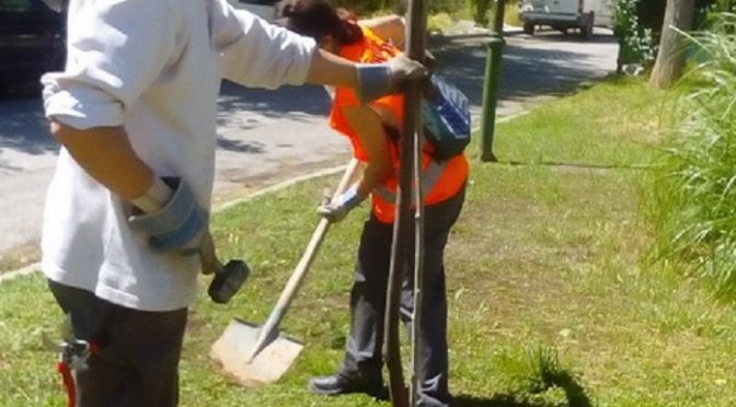 Ο Δήμος Χαλανδρίου στο πλαίσιο της προσπάθειας για την αναβάθμιση του περιβάλλοντος της πόλης καλεί τους κάτοικους του Χαλανδρίου να εκδηλώσουν το ενδιαφέρον τους για τη φύτευση δένδρων σε πεζοδρόμια.