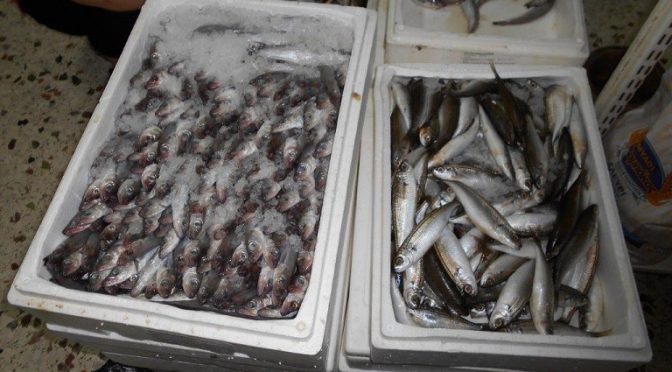 450 κιλά φρέσκα ψάρια διένειμε το Κοινωνικό Παντοπωλείο του Δήμου Αμαρουσίου σε ευπαθείς ομάδες δημοτών.