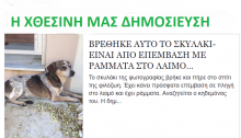 Είναι μεγάλη ικανοποίηση για μας εδώ στο www.rematia.gr όταν συνεισφέρουμε μέσα από δημοσιεύσεις- και λειτουργώντας ως ενδιάμεσοι- για να βρεθεί και να γυρίσει ένα τετράποδο φιλαράκι στο σπίτι του.