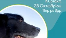 Ημέρα υιοθεσίας για πιο ηλικιωμένα σκυλάκια- Την Κυριακή σε Χαλάνδρι, Αμπελοκήπους και Γλυφάδα