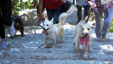 Η δεύτερη εκδήλωση δυναμικού βαδίσματος με ζώα συντροφιάς, θα πραγματοποιηθεί την Κυριακή, 7 Μαΐου, στη Ρεματιά Χαλανδρίου.